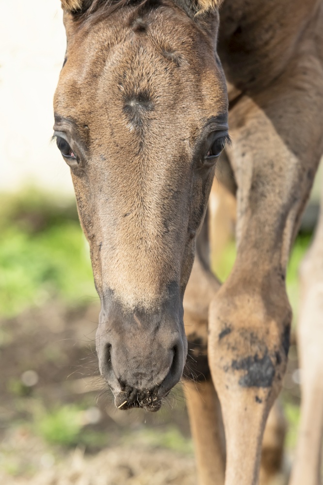 portrait of beautiful black- brown colt walking forward.  close up.