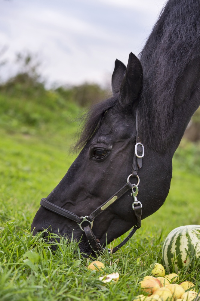 portrait of beautiful black sportive horse eating fruits and grass. posing in green grass field. autumn season. close up