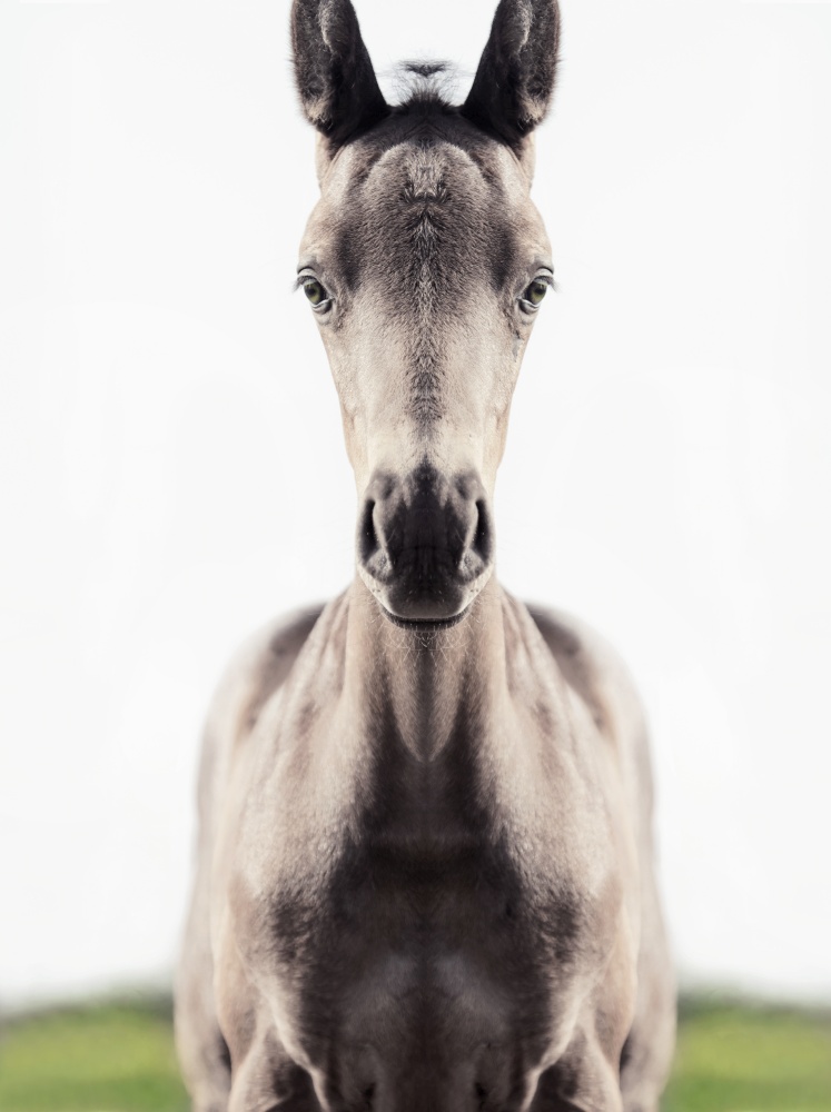 portrait of black beautiful   little foal . close up.