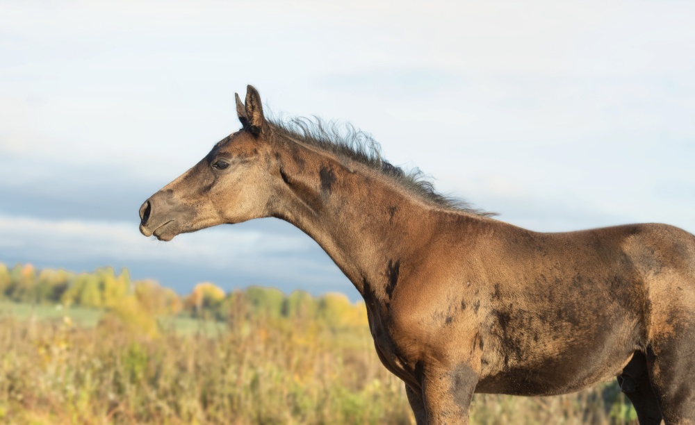 portrait of beautiful black- brown colt posing at field.   sunny fall day