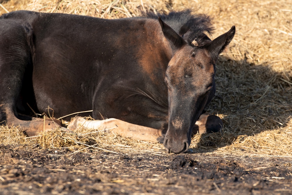 portrait of black napping little foal at hay pile. close up. sunny day