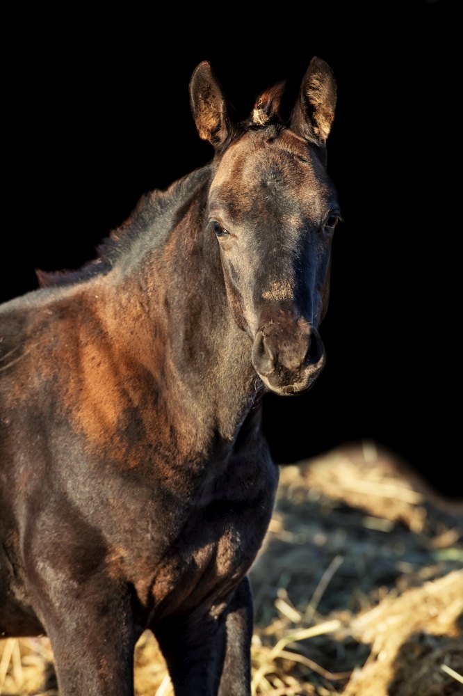 portrait of black colt posing in paddock at sunny autumn day. farm life