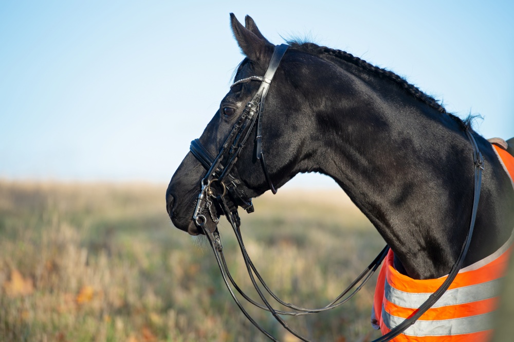 portrait of beautiful black dressage stallion  dressed in training protection cover  posing at sunny evening. autumn season