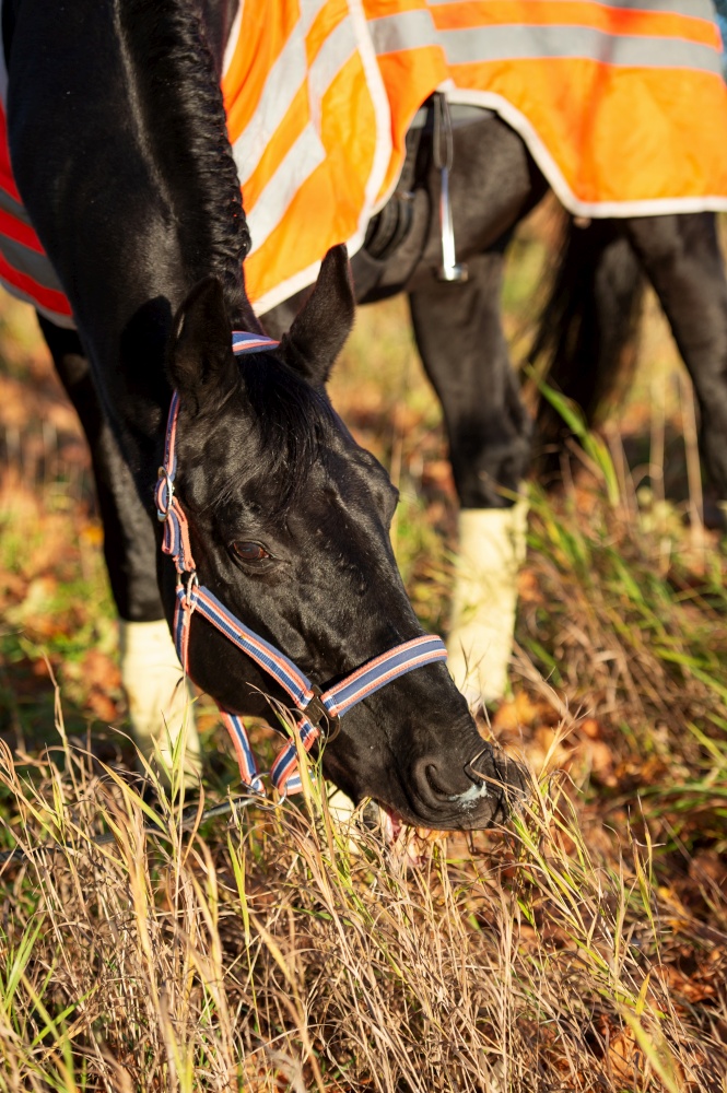 portrait of beautiful black dressage stallion  dressed in training protection cover  grazing after training. at sunny autumn evening.