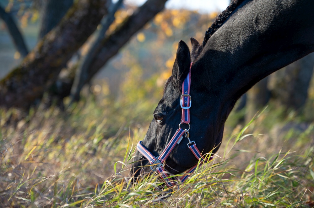 portrait of beautiful black dressage stallion  dressed in training protection cover  grazing after training. at sunny autumn evening.