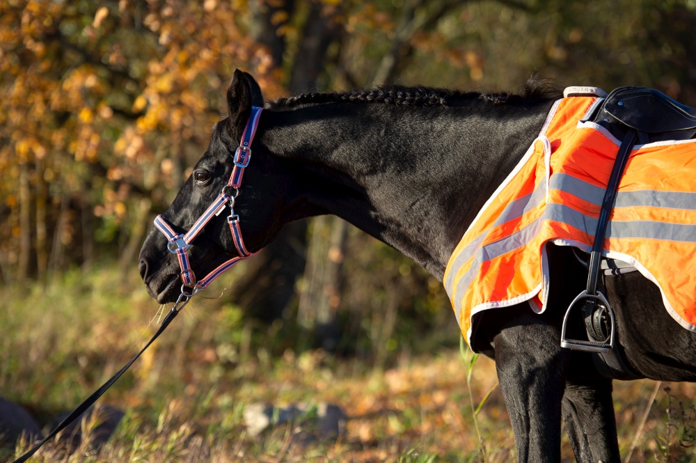 portrait of beautiful black dressage stallion  dressed in training protection cover   after training. at sunny autumn evening.