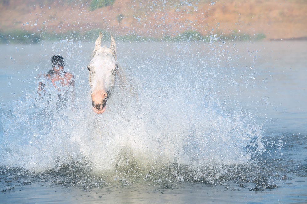 Swimming white horse in river at early morning in frog with indian staff  man behind. india