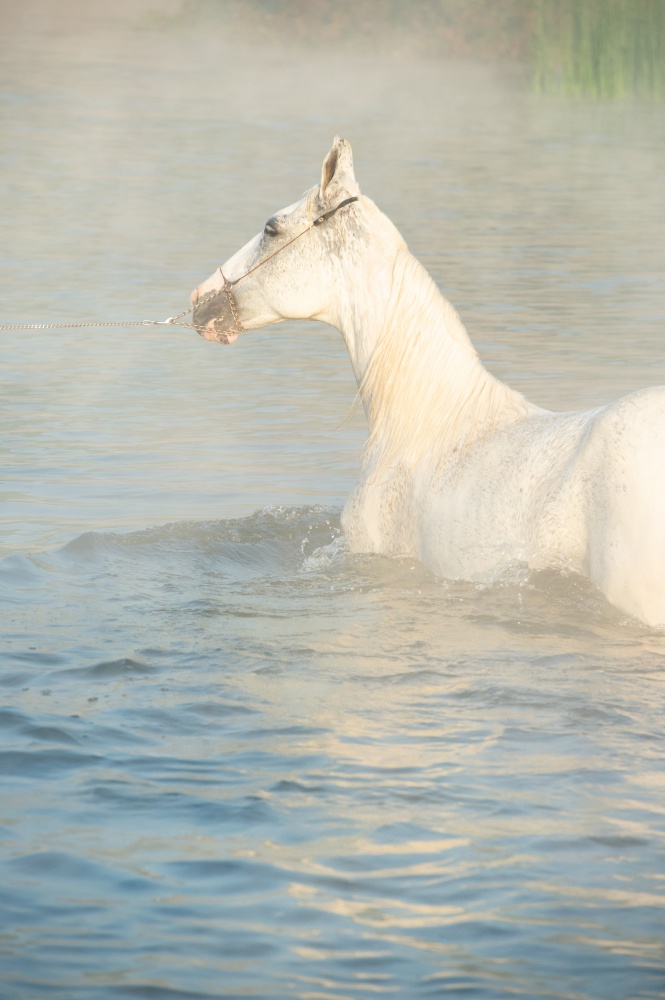 white Marwari  horse swimming in river at early morning in frog . india. close up