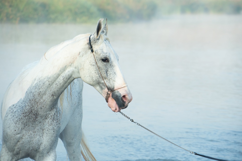 portrait of Swimming white Marwari horse in river at early frog morning. India. close up