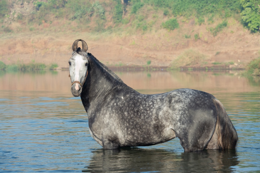 beautiful grey Marwari  stallion posing  in river at early morning . india.