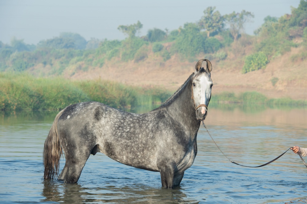 beautiful grey Marwari  stallion posing  in river at early morning . india.