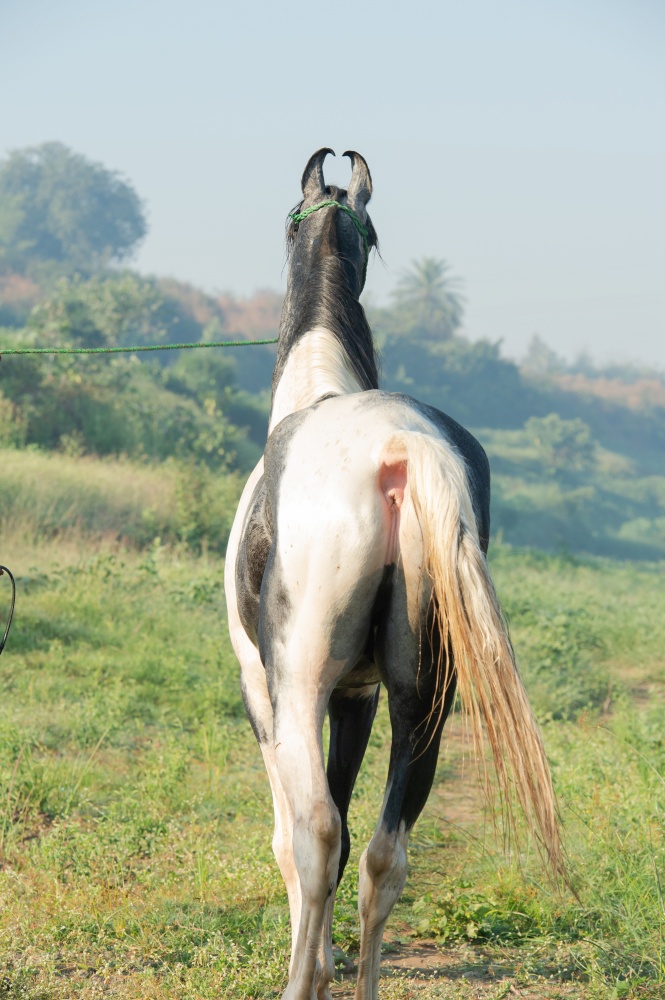 portrait of beautiful grey Marwari  young stallion  posing   at early morning . india.