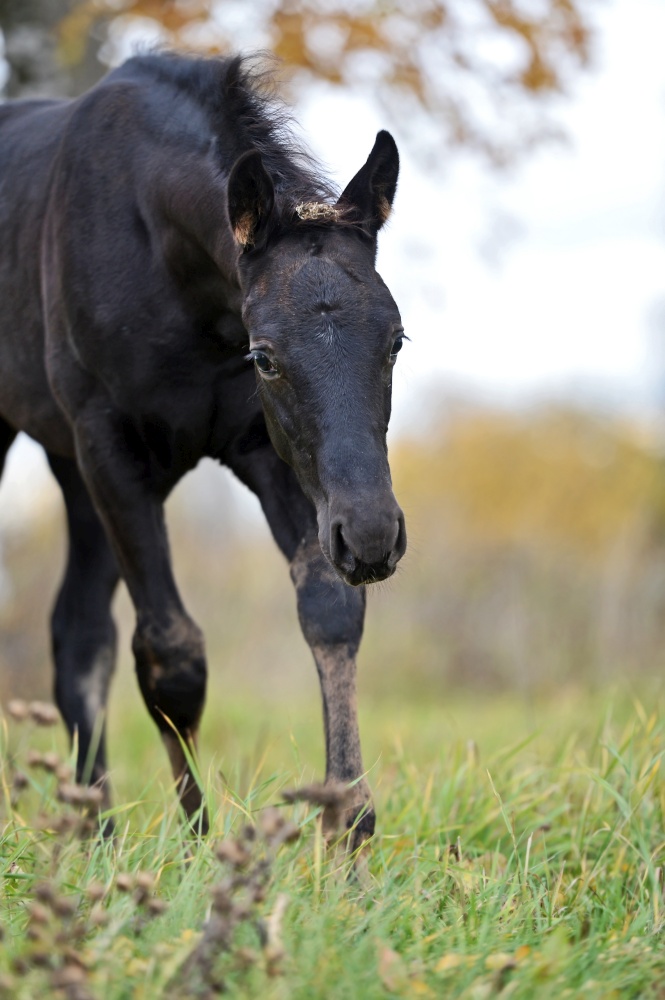 portrait of  black colt poseing cloudy  fall evening at field. farming life