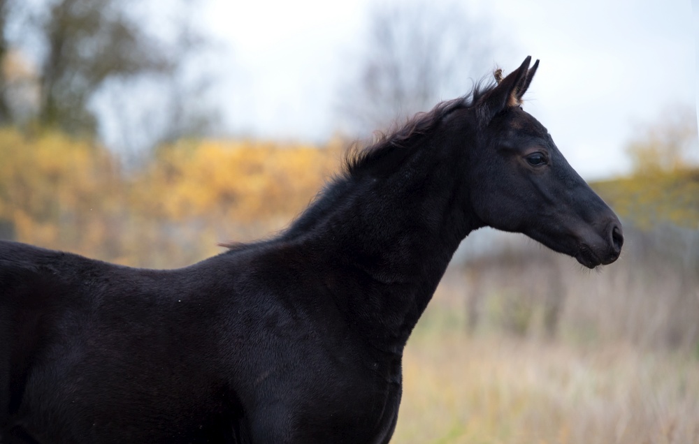 portrait of  black beautiful colt poseing  at cloudy  fall evening. farming life