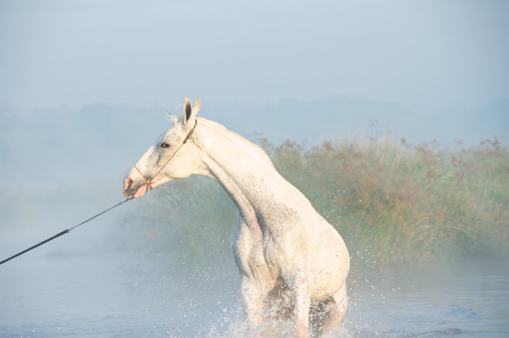 beautiful white Marwari  horse running  in river at early morning around  frog . india.