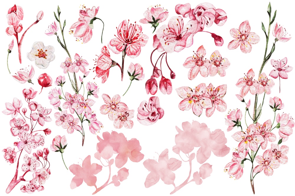 Set, collection of Cherry flowers, petals and leaves in watercolor style isolated on white background. Ilustration.. Set, collection of Cherry flowers, petals and leaves in watercolor style isolated on white background.