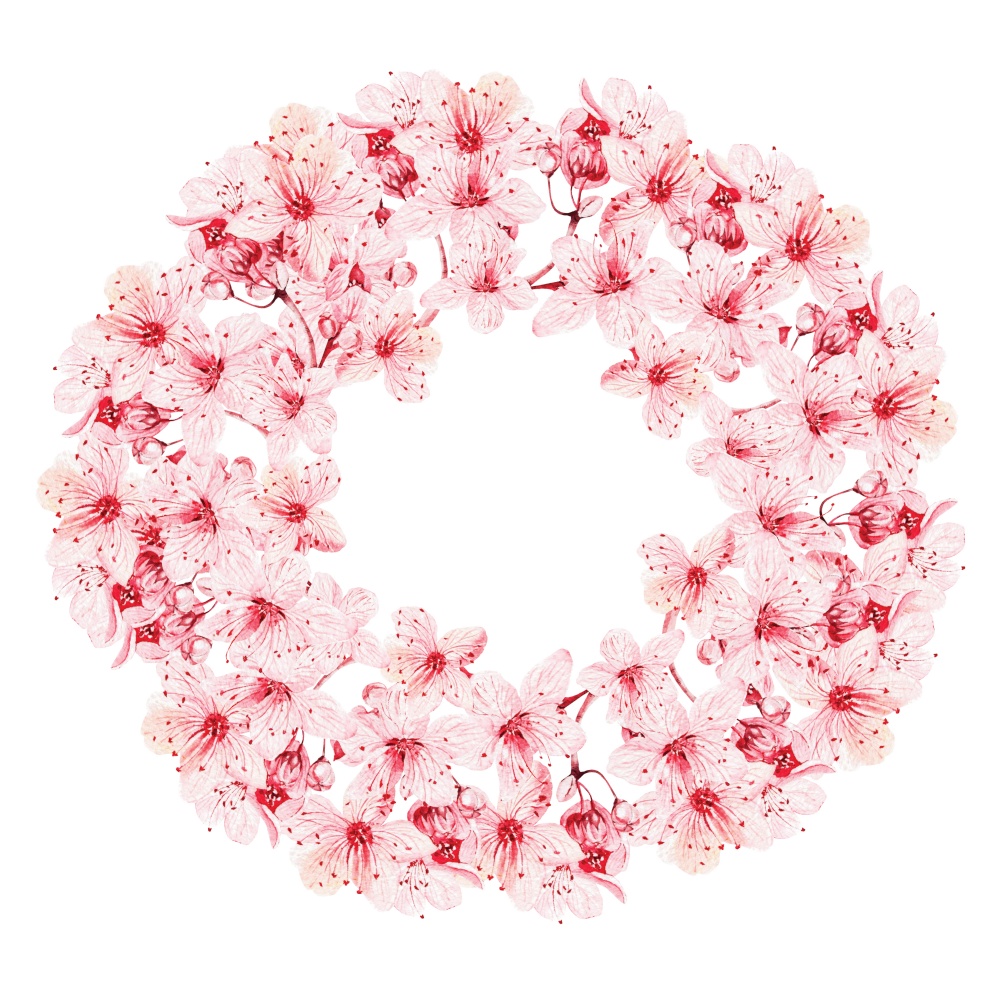 Wreath with the cherry blossoms.Watercolor illustration. Wreath with the cherry blossoms.
