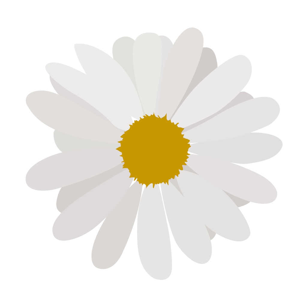 simple flower of blossoming and blooming white chamomile. Vector Illustration. EPS10. simple flower of blossoming and blooming white chamomile. Vector Illustration