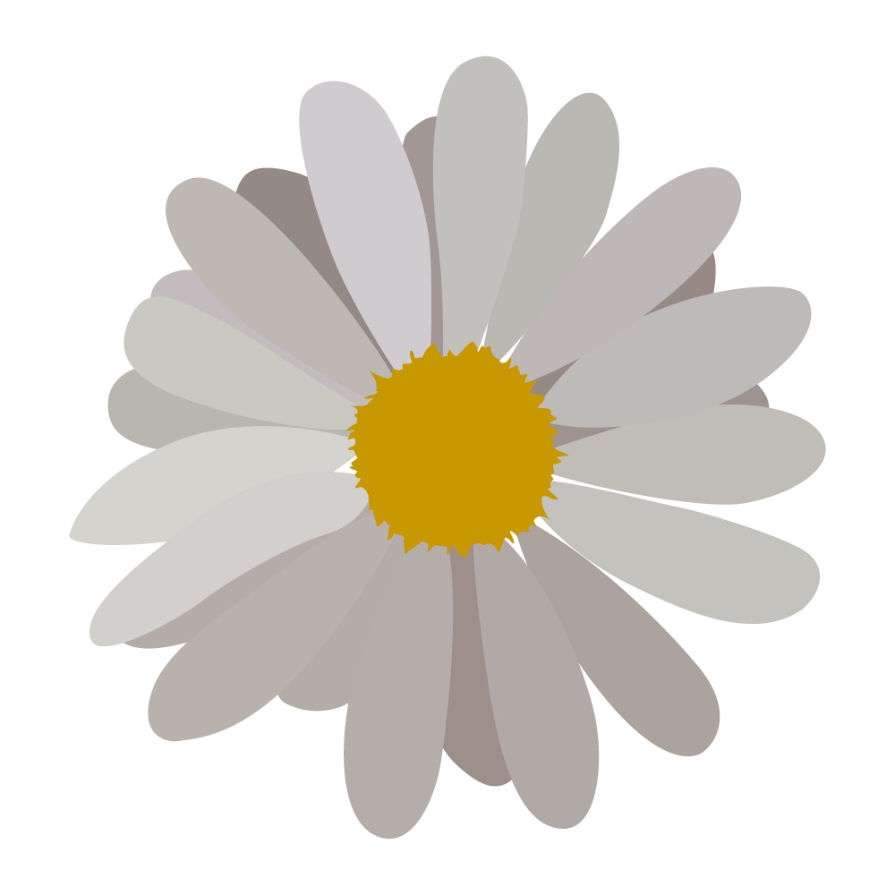 simple flower of blossoming and blooming gray chamomile. Vector Illustration. EPS10. simple flower of blossoming and blooming gray chamomile. Vector Illustration