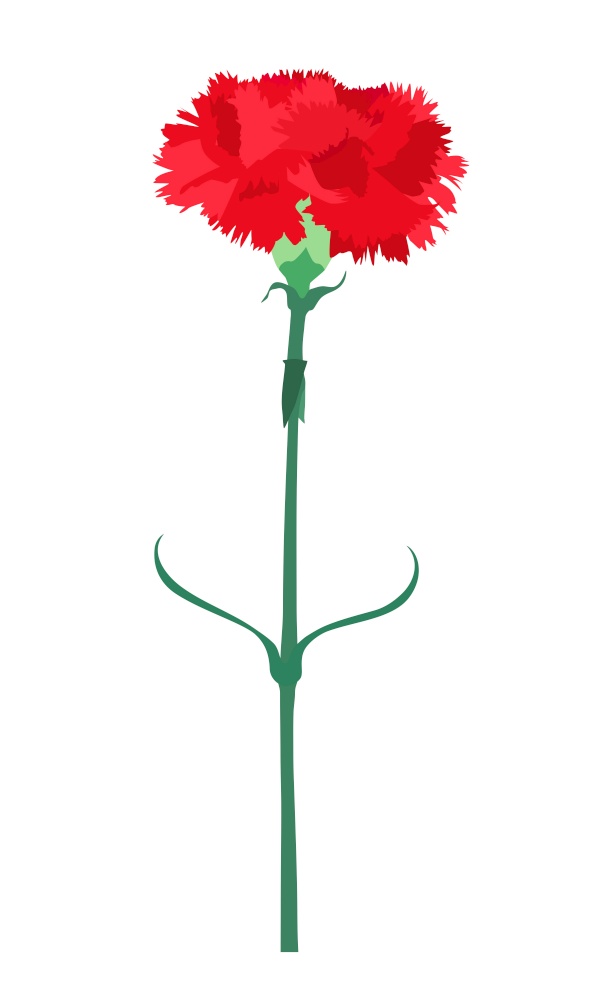 Carnation flower isolated on white background. Vector Illustration EPS10. Carnation flower isolated on white background. Vector Illustration