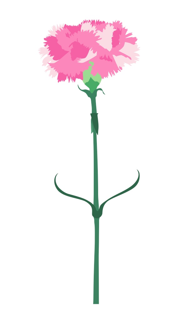 Carnation flower isolated on white background. Vector Illustration EPS10. Carnation flower isolated on white background. Vector Illustration