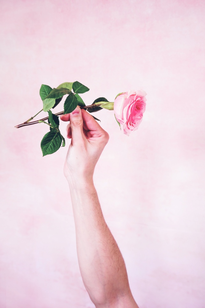 Man&rsquo;s hand holding a pink rose