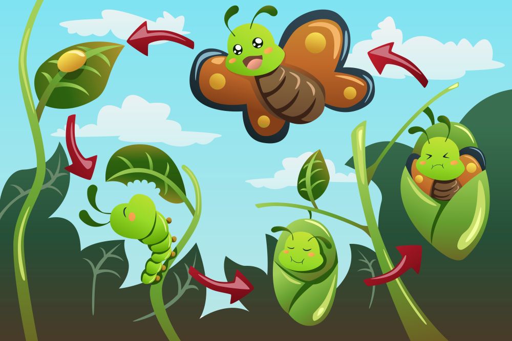 A vector illustration of life cycle of the butterfly