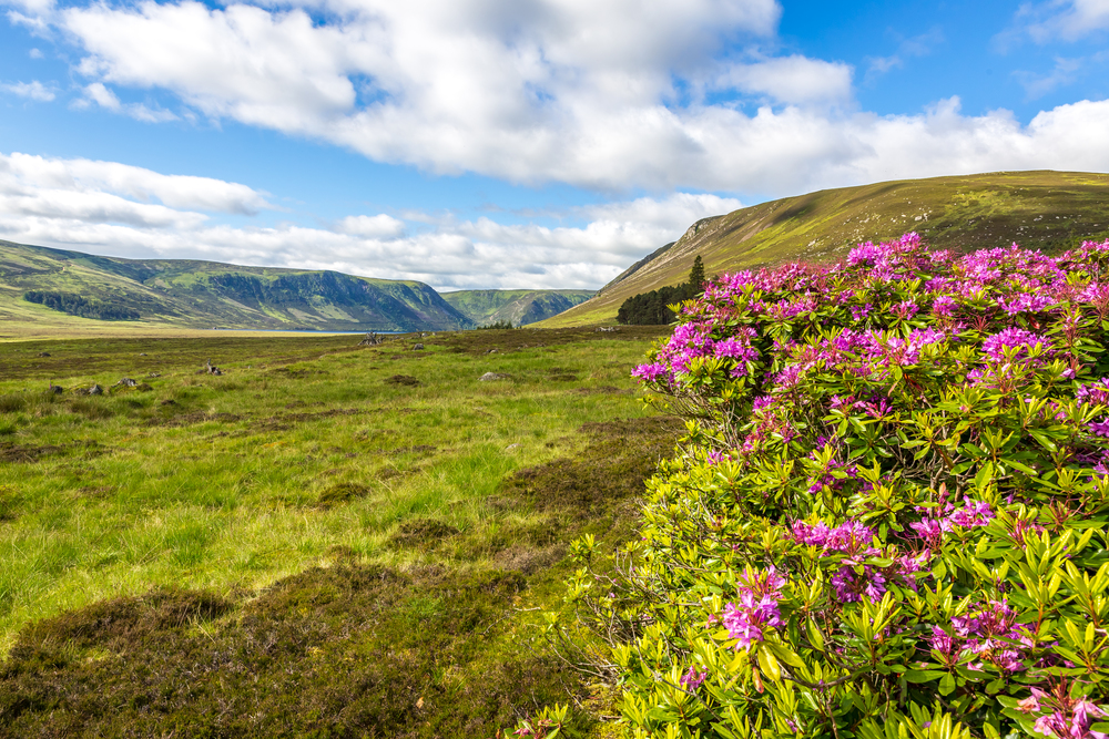 Summer flowers; Cairngorms national park, Scotland