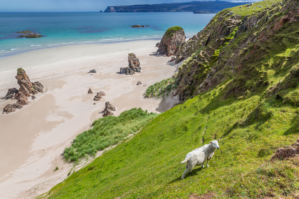 Sheep at sandy Ceannabeinne Beach At The Atlantic Coast Near Durness In Scotland