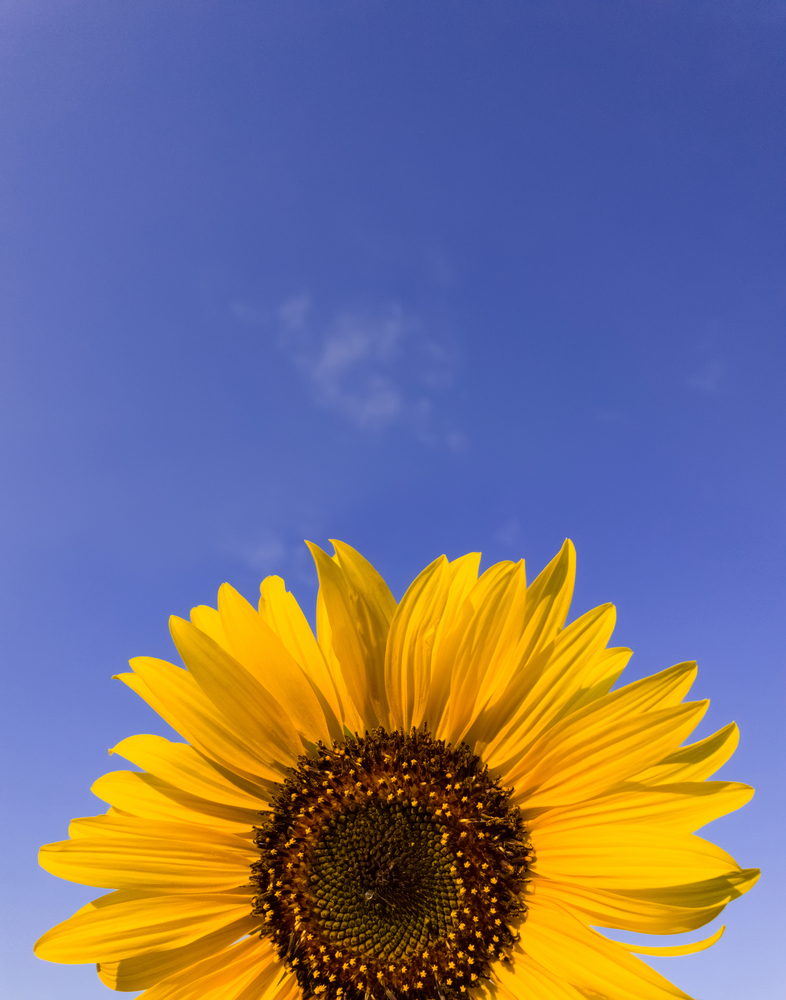 Close up of sunflower plant growing in the field over clear blue sky background in a sunny autumn day. Organic and natural yellow flower petals texture. Copy space for text.