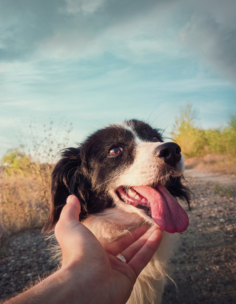 Dog and man friendship concept. Master hand petting his dog friend. Funny playful puppy, open mouth showing long tongue, feeling excited as plays with his owner. Person caressing his cute pet outdoors
