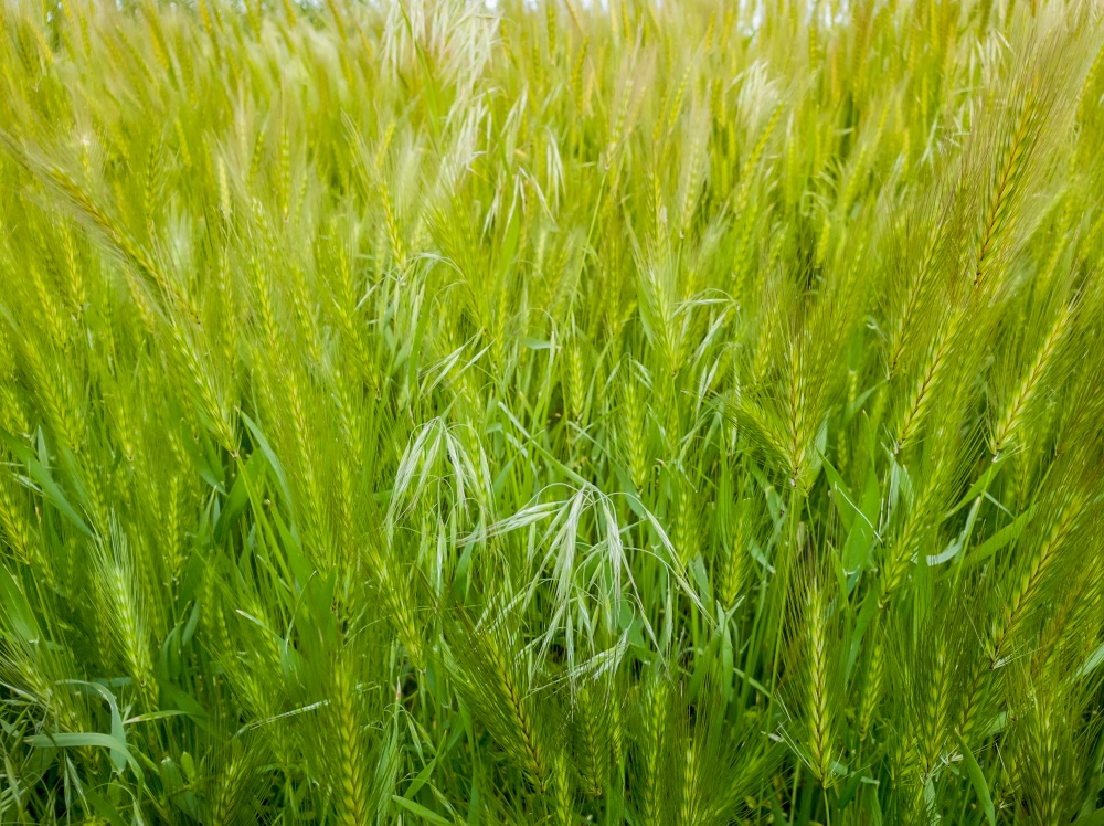 Blooming wild foxtail plants on a picturesque summer meadow. Different greening vegetation sway in the wind. Idyllic rural nature scene, green spring field. Countryside grassland seasonal beauty