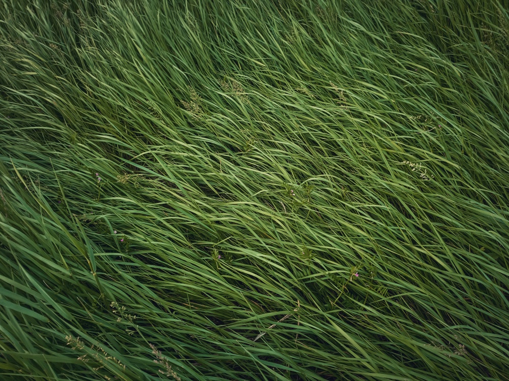 Closeup wild green grass sway in the wind. Greening plants on a picturesque summer meadow. Different herb and vegetation. Idyllic rural field texture, natural background. Countryside grassland