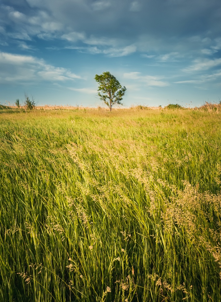 Picturesque summer landscape with a lone tree in the field surrounded by reed and foxtail brome vegetation. Empty vibrant land, idyllic rural nature scene. Countryside seasonal beauty, vertical shot