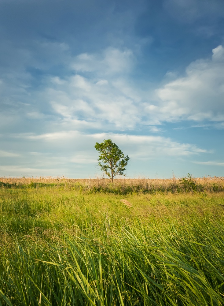 Picturesque summer landscape with a lone tree in the field surrounded by reed vegetation. Empty land, idyllic rural nature scene. Countryside seasonal beauty