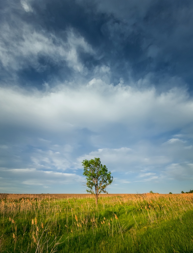 Picturesque summer landscape with a solitary tree in the meadow surrounded by reed and green vegetation. Idyllic rural nature scenery. Countryside seasonal beauty, silence and solitude emotion