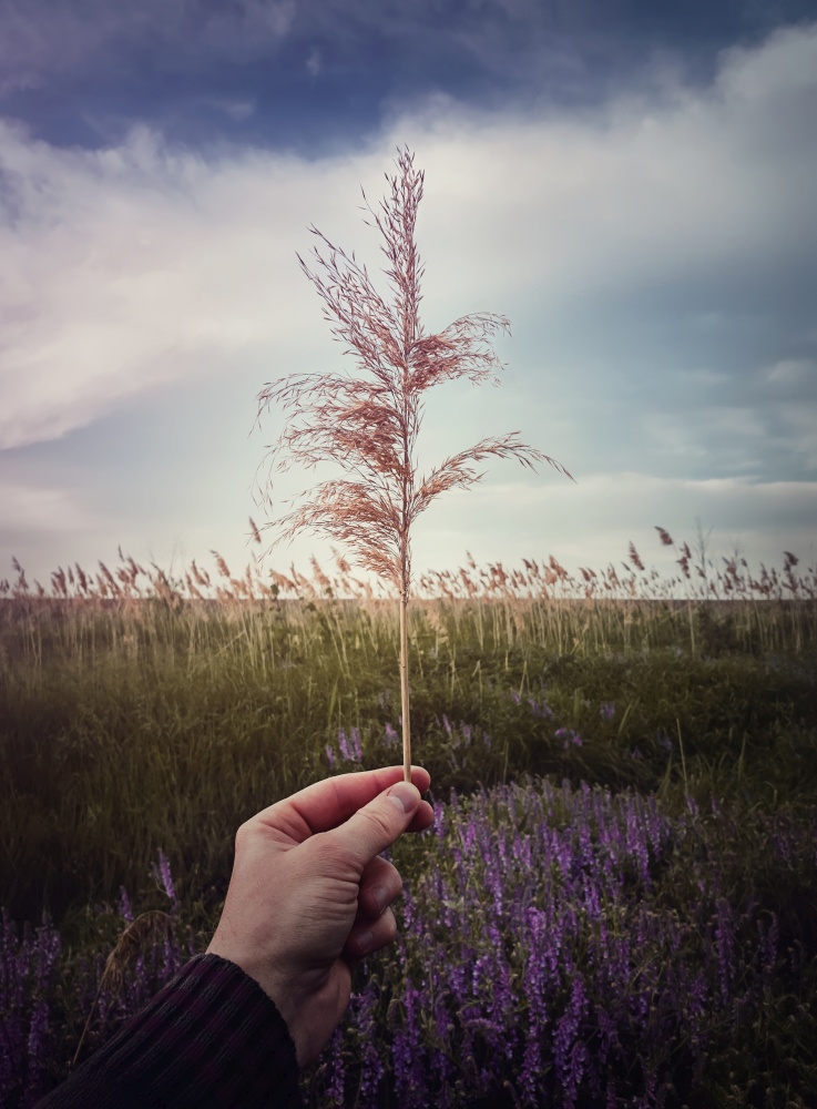 Closeup man hand holding a dry reed flower seeds against picturesque meadow background. Idyllic rural field, natural calm scene. Countryside summer grassland