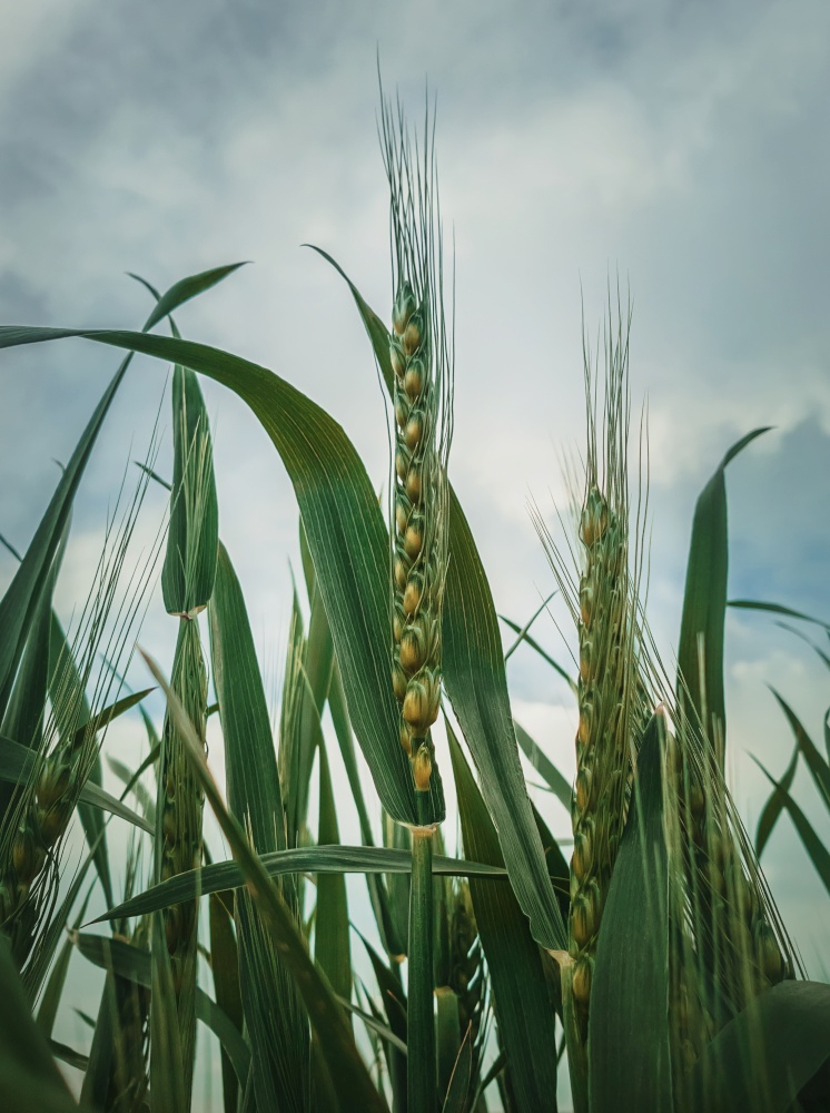 Closeup green wheat crop background. Idyllic rural field, natural scene. Countryside summer grain harvest ripe under sun. Cereal plants spike, vertical shot.