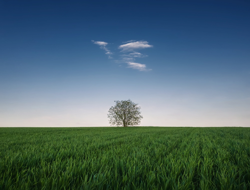 Lone tree in the growing wheat field. Idyllic minimalist background. Conceptual spring scene with green grass meadow and a single tiny cloud in the blue sky above the solitary tree