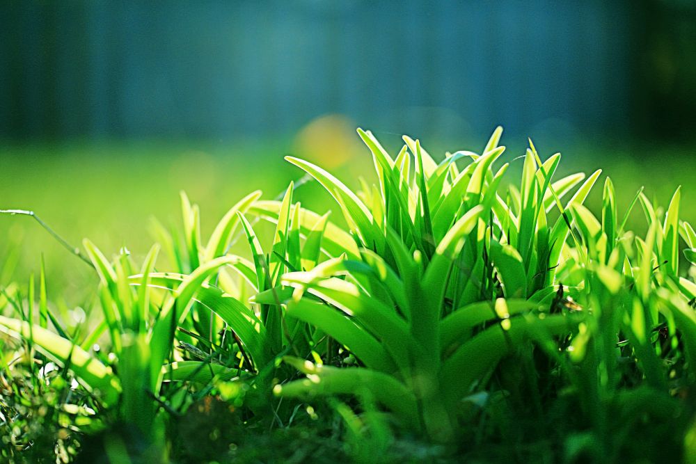 Background texture of fresh spring green grass