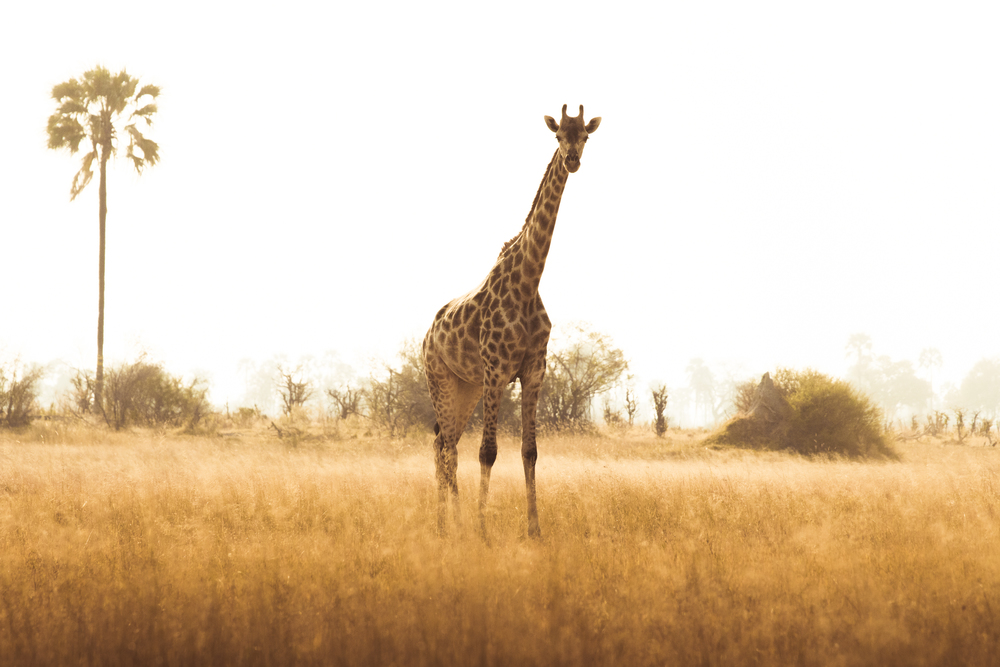 Giraffe spotted on game walk