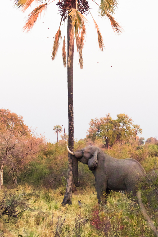 Elephant spotted on game walk