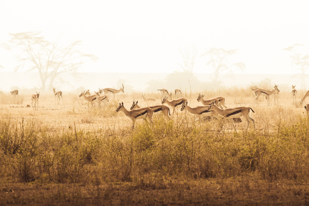 Impalas in african national park