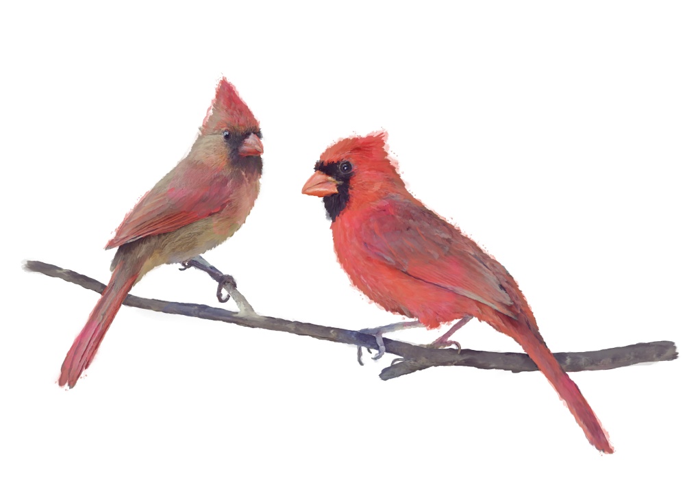 Watercolor of Male and Female Northern Cardinals Perching Isolated on White Background
