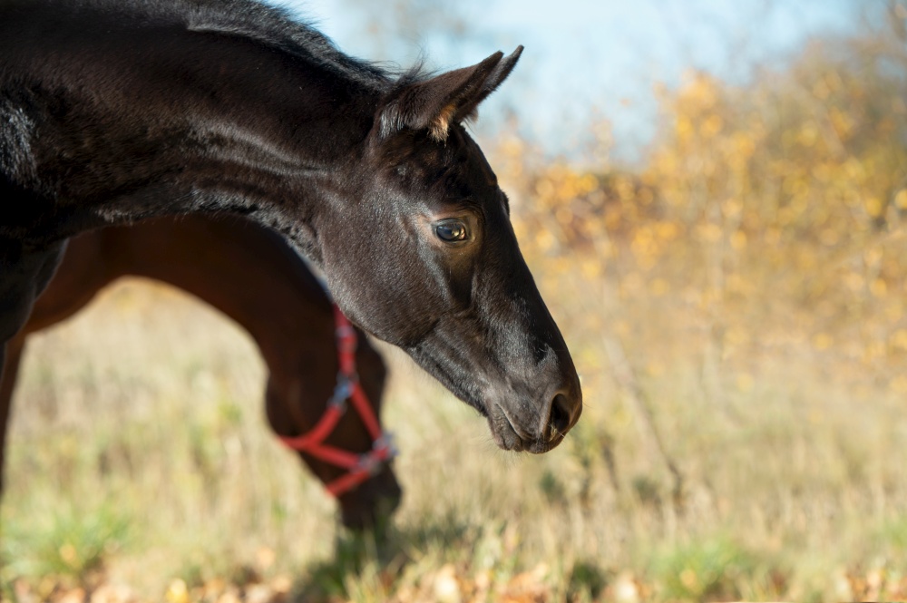 portrait of  black beautiful colt poseing  at sunny fall day. farming life