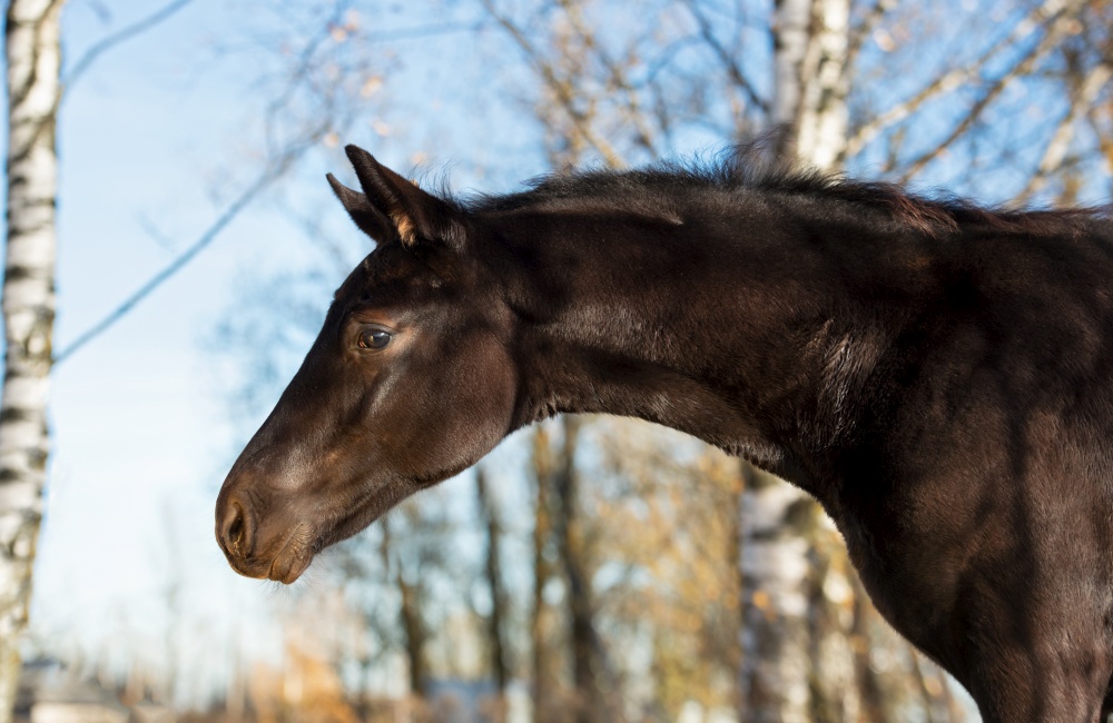 portrait of  black beautiful colt poseing  at sunny fall day. farming life