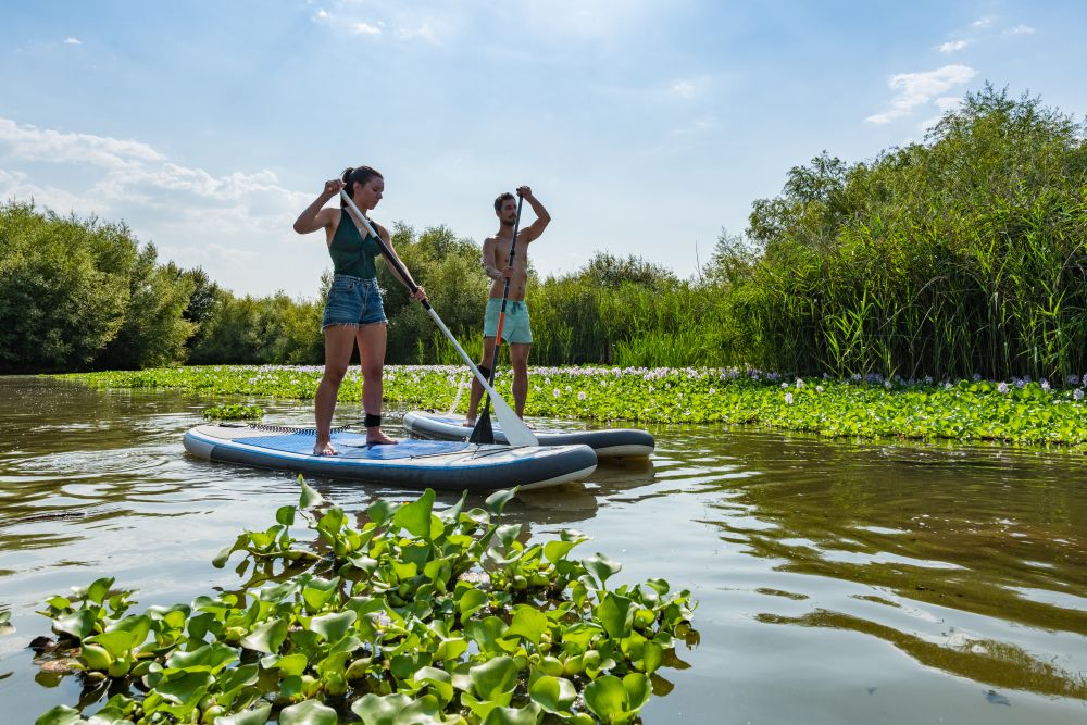 Man and woman stand up paddleboarding on lake. Young couple are doing watersport on lake. Male and female tourists during summer vacation.