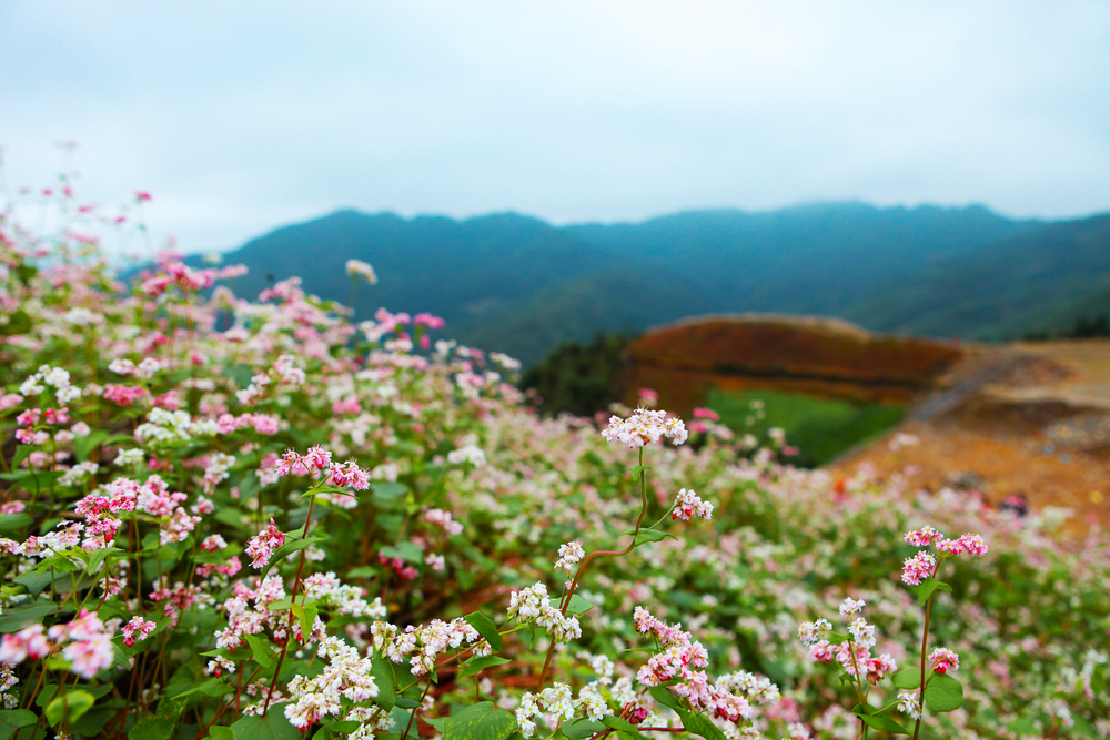 Hill of buckwheat flowers Ha Giang, Vietnam. Hagiang is a northernmost province in Vietnam