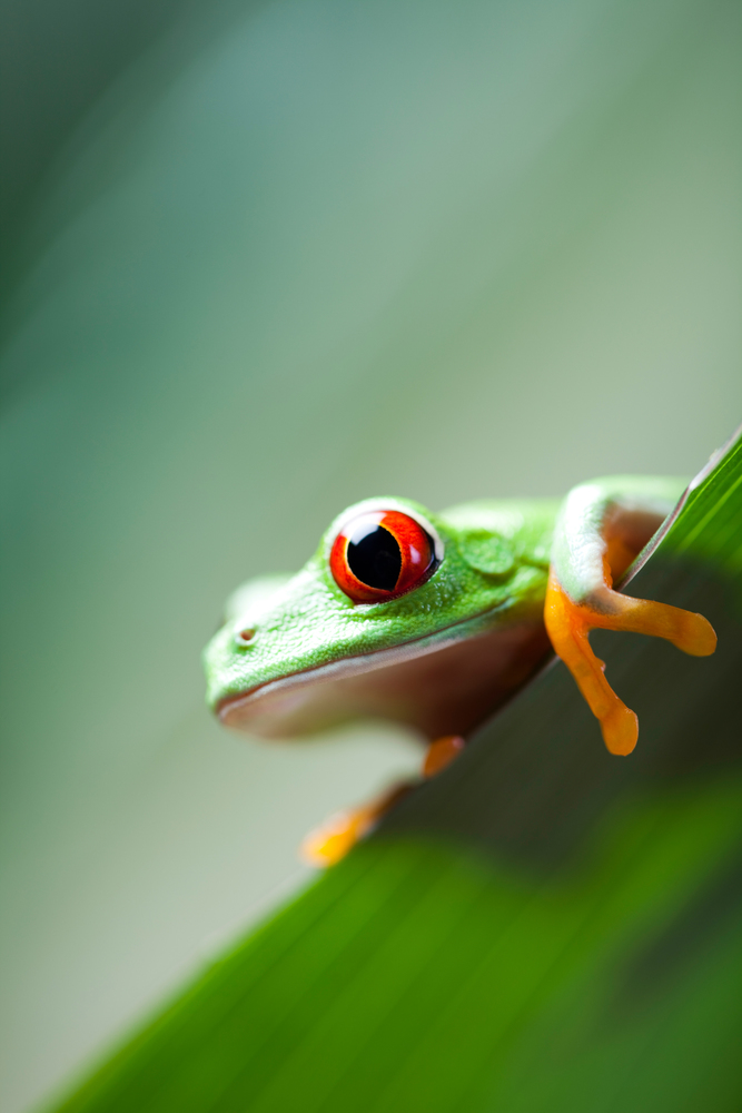 Frog in the jungle on colorful background