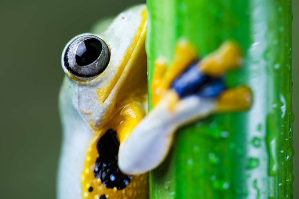 Flying Frog, Rhacophorus reinwardtii on colorful background